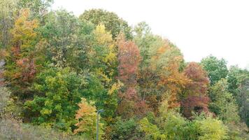 The colorful and beautiful leaves on the trees in autumn photo