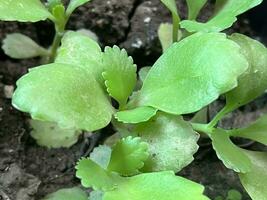 green Kalanchoe hybrid leaves in the garden photo