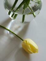Yellow tulips and vase. Yellow tulips with glass vase photo