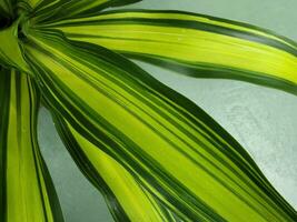 Dracaena. Dracaena Kopstek leaf. Houseplant leaf. Organic texture photo