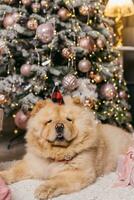 The chow chow puppy is lying on the floor. Dog with christmas gift boxes. Merry Christmas and Happy New Year concept. High quality photo