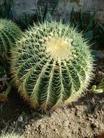 a cactus tree that grows large and is covered in thorns in the yard of a house photo