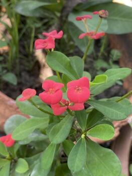 red Euphorbia flowers in nature photo