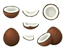 Coconut brown fruit set with nut segments, half, cut slice on white background. Summer fruits for healthy lifestyle. Tropical food, organic natural product. Vector illustration.