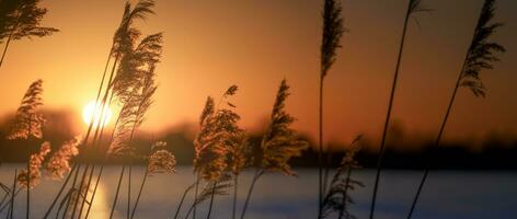 cañas a puesta de sol foto