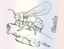 Cicada Coloring Page For Kids vector