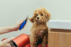 a woman at home is drying a small brown curly Maltipoo dog with a hair dryer. photo