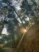 A ray of sunlight enters between the pines photo