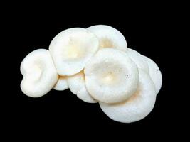 Beautiful white mushrooms isolated on a black background. Close-up. photo