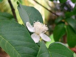 Close up of beautiful flowers of Psidium guava in the morning, common guava, yellow guava or lemon guava on green background. photo