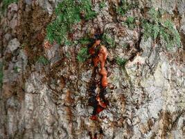 cerca arriba de savia fluido desde texturizado árbol ladrar en bosque. foto