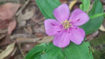 vicino su di bellissimo viola fiori di melastoma malabatricum fioritura nel il giardino su il mattina. video