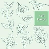 Hand drawn isolated tea leaves background vector