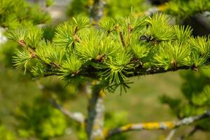 young tender green tips of a larch in the sun in spring photo