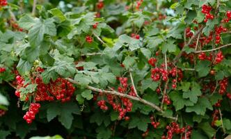 Clusters of ripe red currants hang on a bush. Healthy food concept. Growing plants and berries in the garden. The berries of red currant as a nutrition with vitamins for vegan. photo