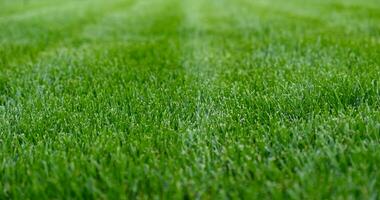 Close-up green grass, natural greenery texture of lawn garden. Stripes after mowing lawn court. Lawn for training football pitch, Golf Courses. photo