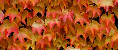 Autumn colors bright pink, yellow, green leaves of maiden grapes on wall in fall. Bright colors of autumn. Parthenocissus tricuspidata or Boston ivy changing color in Autumn. Nature pattern photo