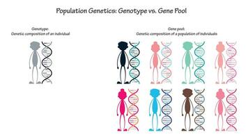 population genetics genotype versus gene pool vector infographic