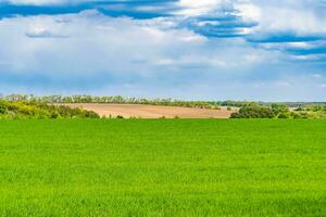 Beautiful horizon scenery in village meadow on color natural background photo