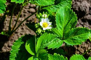 Photography on theme beautiful berry branch strawberry bush with natural leaves photo