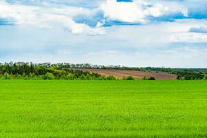 Beautiful horizon scenery in village meadow on color natural background photo