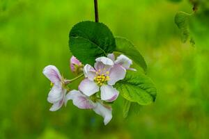 Photography on theme beautiful fruit branch apple tree with natural leaves under clean sky photo