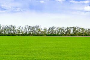 hermoso paisaje de horizonte en la pradera del pueblo sobre fondo natural de color foto