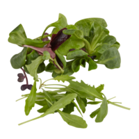 groen bladerrijk groenten, salade besnoeiing uit geïsoleerd transparant achtergrond png