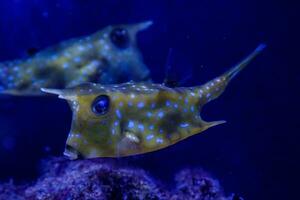 macro Lactoria cornuta Linnaeus fish photo