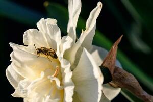 beautiful summer terry daffodils with bee photo