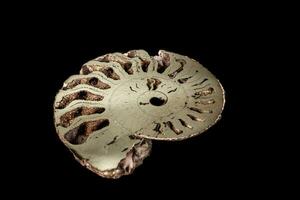 Macro mineral stone Ammonite shell on a black background photo