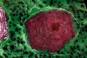 Macro of mineral stone ruby in rock on black background photo