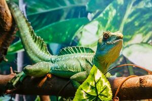 lizard close up photo