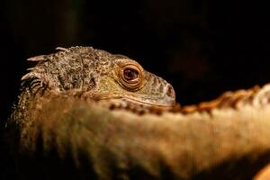 hermosa iguana verde, iguana iguana foto