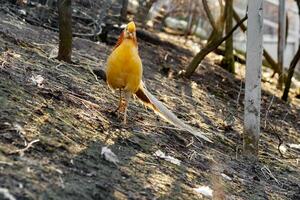 beautiful yellow golden pheasant photo