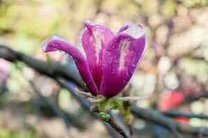 capullo de hermosa magnolia primaveral foto