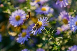 Field flowers on which insects and bees sit close up photo