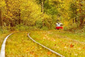 Autumn forest through which an old tram rides Ukraine photo