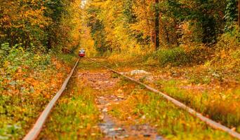 Autumn forest through which an old tram rides Ukraine photo