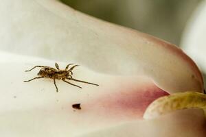 Macro Spider sitting in a magnolia flower photo