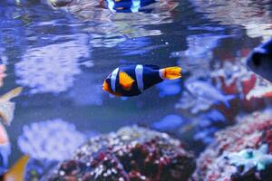 macro photography underwater Amphiprion clarkii, Yellowtail clownfish photo