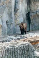 Brown bear close up photo