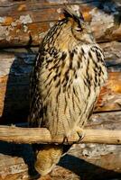 beautiful owl with yellow eyes and beak photo