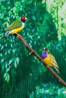 Beautiful birds Guldova Amadina Erythrura gouldiae sitting on a branch photo