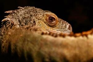 Beautiful iguana green, Iguana iguana photo