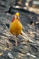 beautiful yellow golden pheasant photo