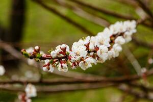 beautifully flowering cherry branches on which the bees sit photo