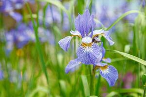 flowers irises on a background of grass photo
