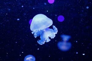 macro of a beautiful jellyfish stomolophus meleagris photo