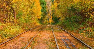 Autumn forest through which an old tram rides Ukraine photo